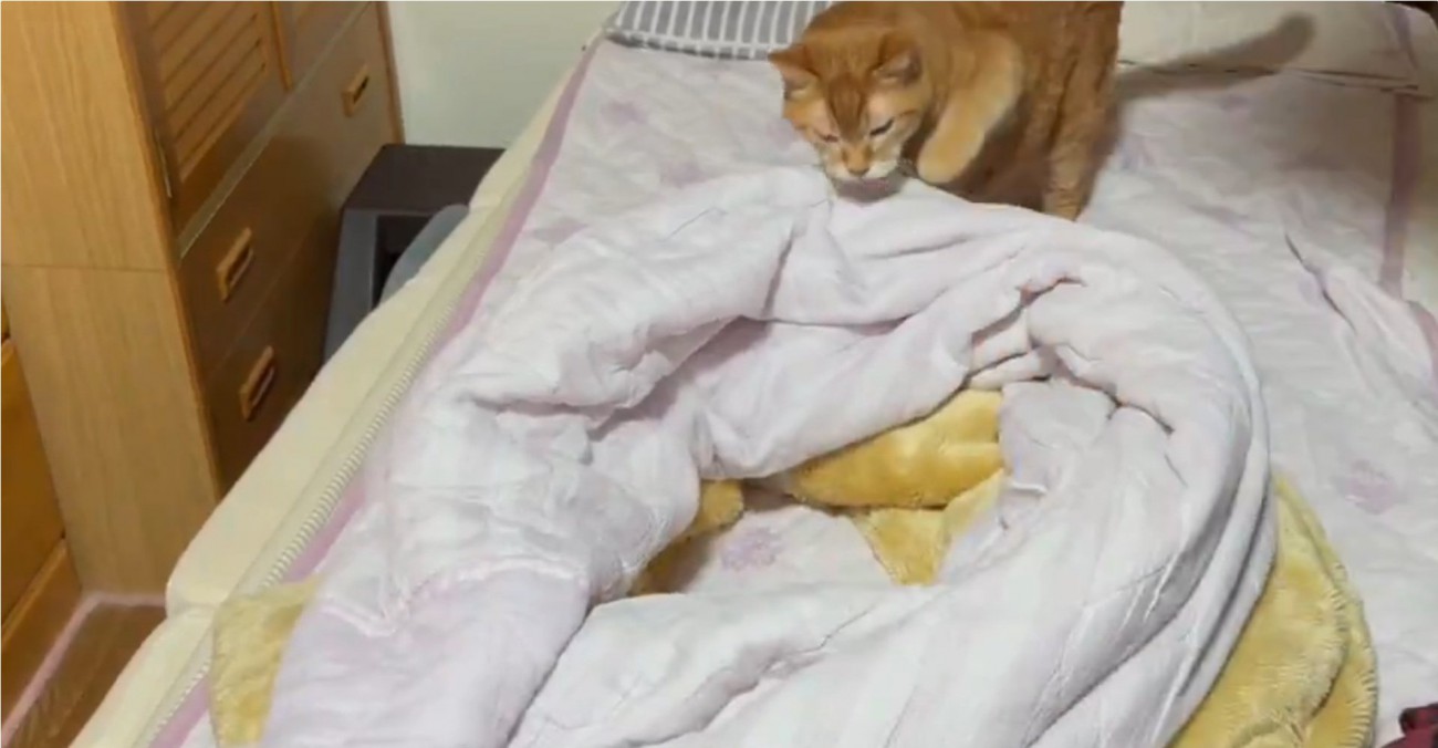 ベッドに向かう猫