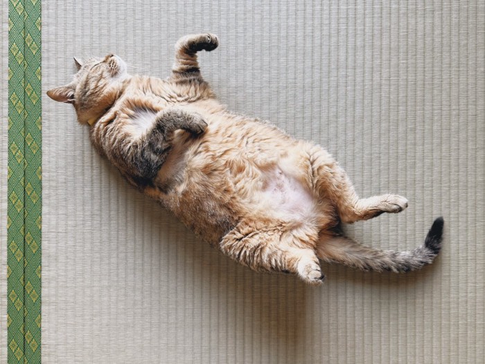 畳に落ちている猫