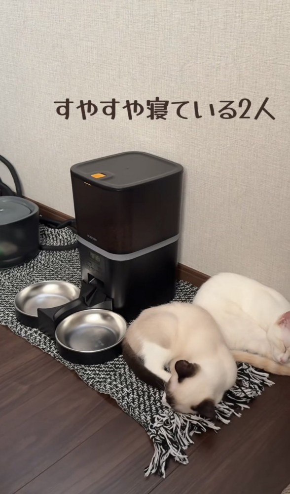 「すやすや寝ている2人」のテロップ写真