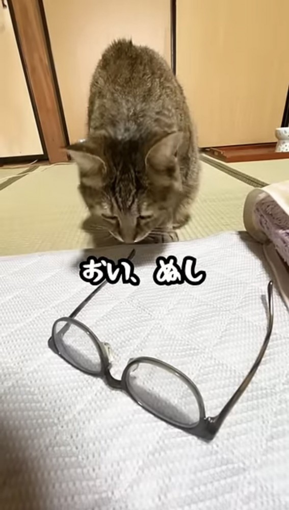 メガネに顔を近づける猫