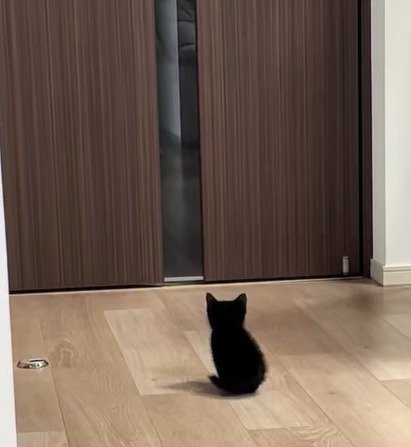 ドア前に座る子猫