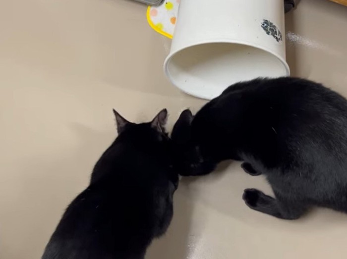 ゴミをあさる2匹の黒猫