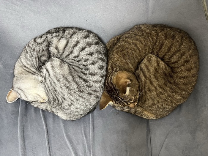 双子猫のベーグル