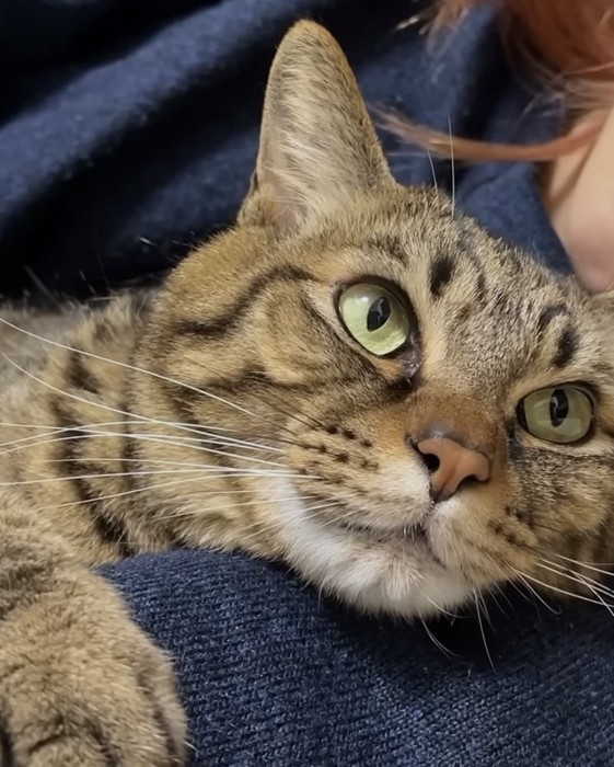 上目遣いの猫の写真