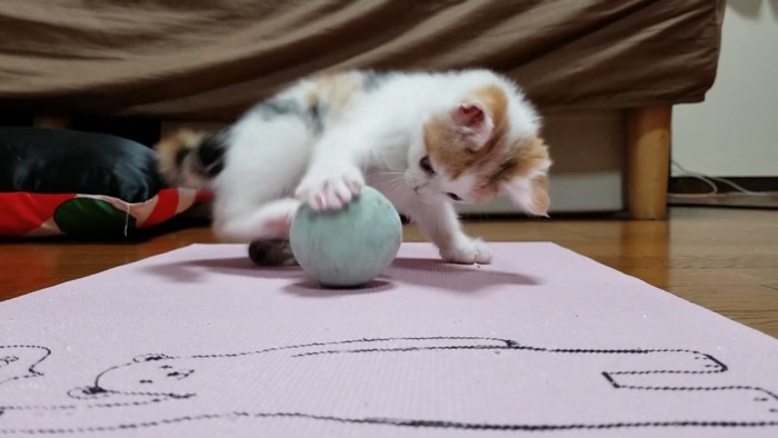 ボールで遊ぶ子猫