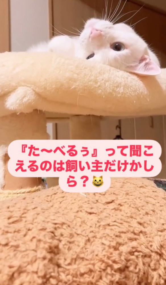 ピンクの文字、さかさまの顔の猫