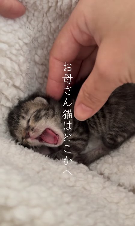 白い毛布の中であくびをしている子猫