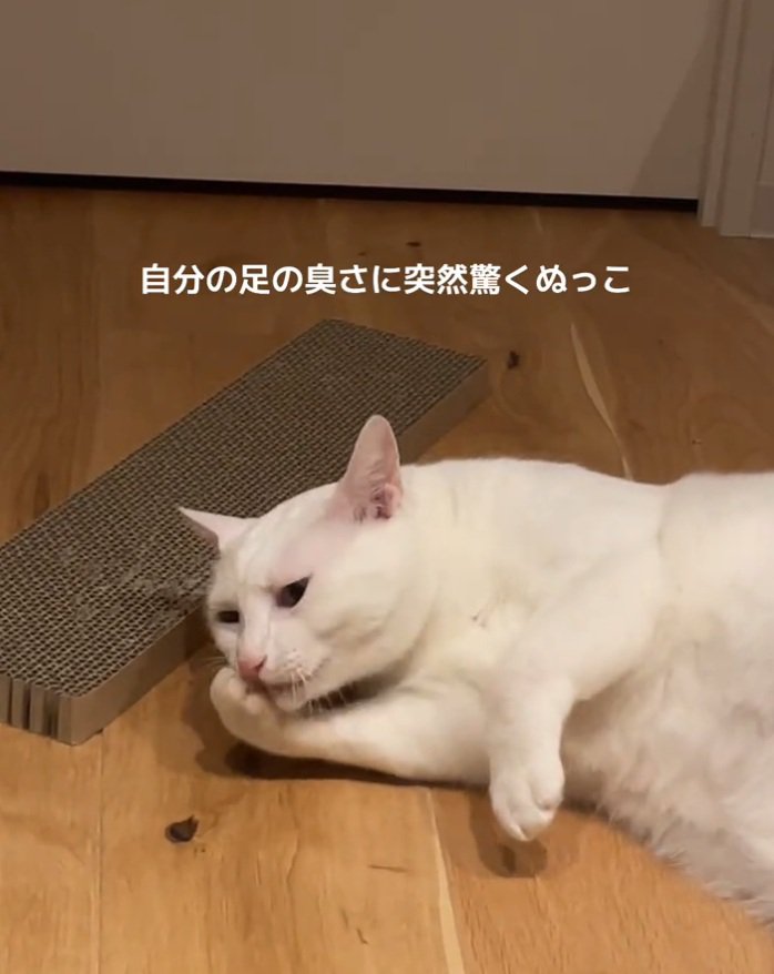 寝転がる猫