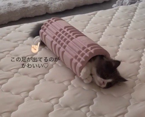 フォームローラーの中に入ったり出たりする猫の後ろ足