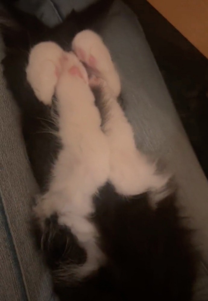 しっぽを入れる