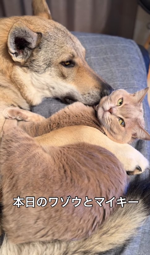 犬と添い寝しているカメラ目線の猫