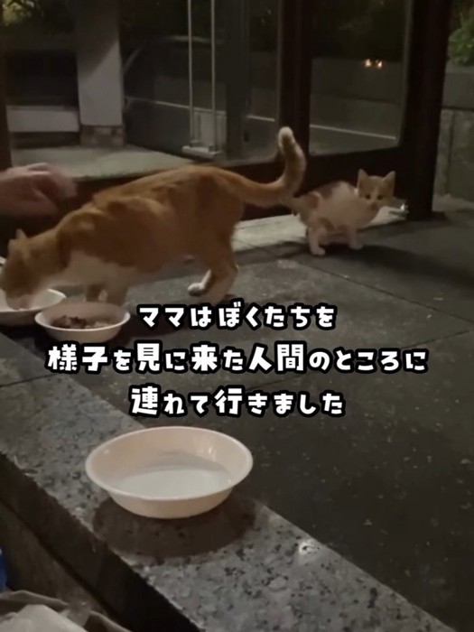 親子猫