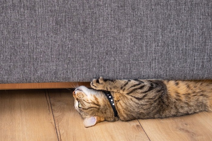 ソファの下で仰向けになっている猫