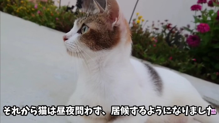 テロップ「それから猫は～」