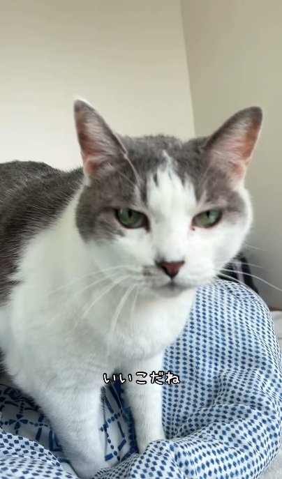ベッドにあがってくる猫