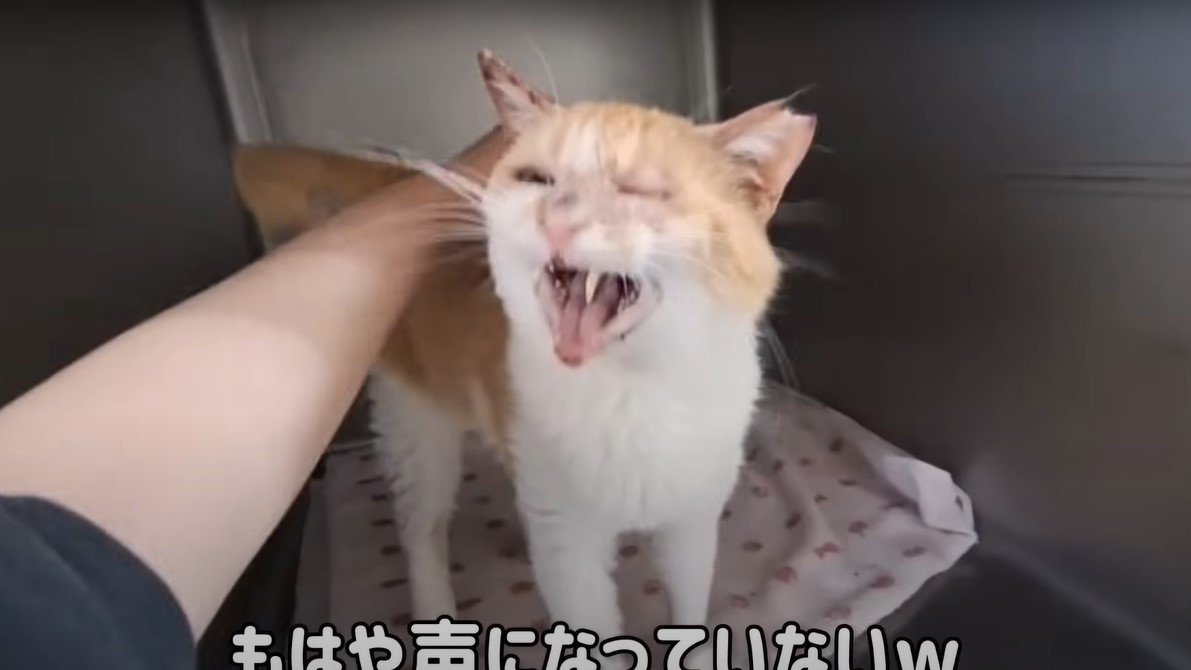 お返事猫