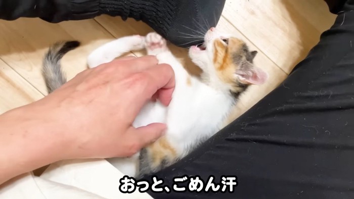 噛みつく三毛ちゃん