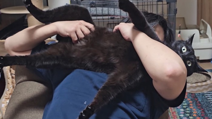 猫吸いされる猫