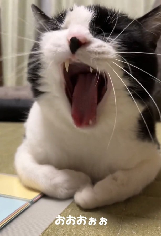 あくびをするトトくん