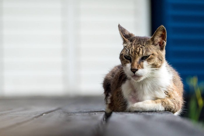 年を取った猫