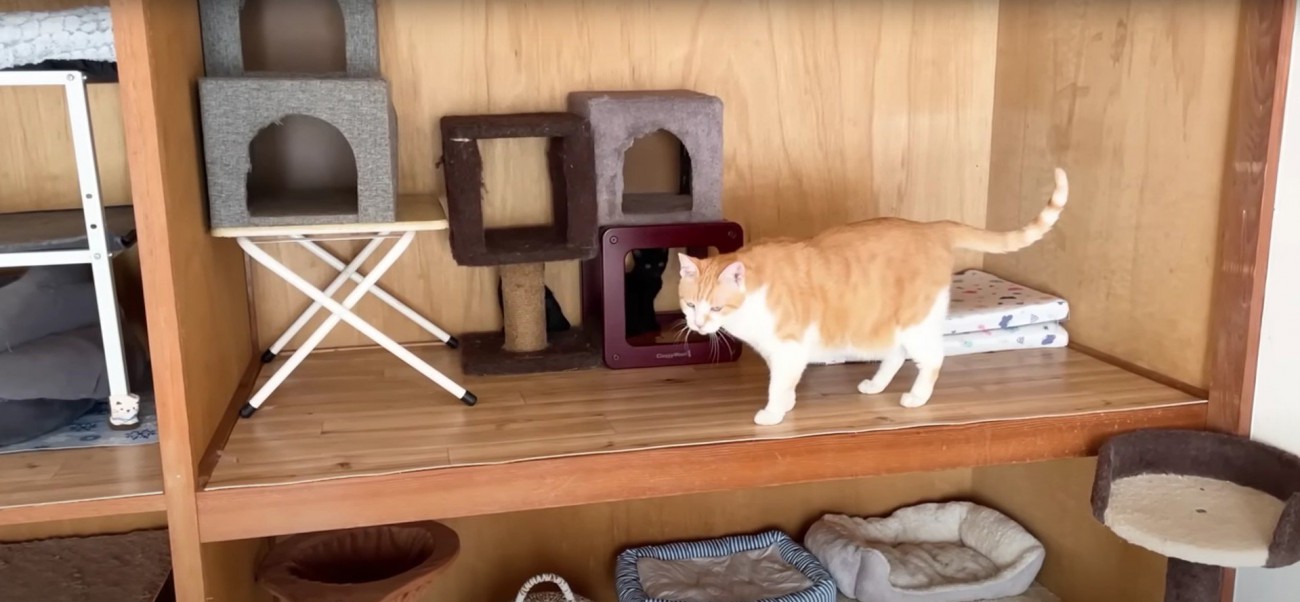 押し入れにいる成猫と子猫