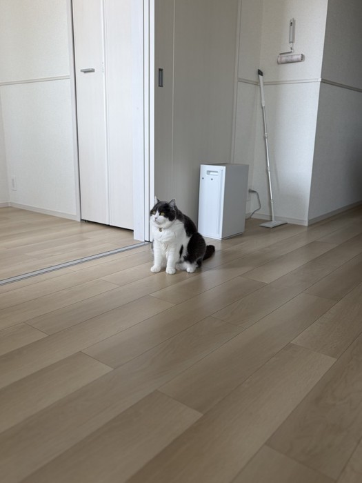 前を見る猫