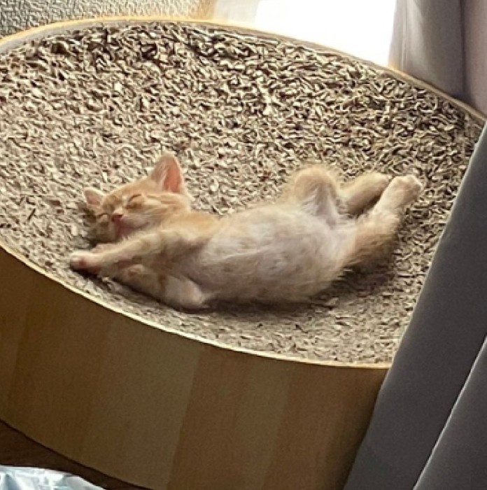 豪快に眠る猫