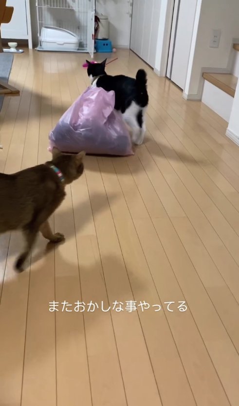 ゴミ袋のそばにいる白黒猫に画面左側から近づく猫(下半身見切れ)