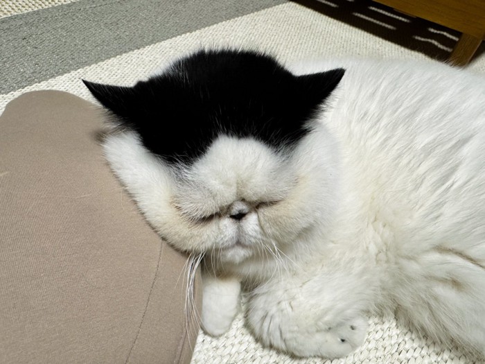 枕を使って寝るぷっくん