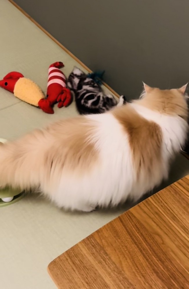 おもちゃで遊ぶ子猫と子猫を見つめるノルウェージャンフォレストキャット