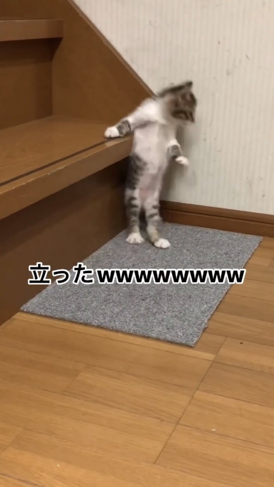 階段で遊ぶ子猫