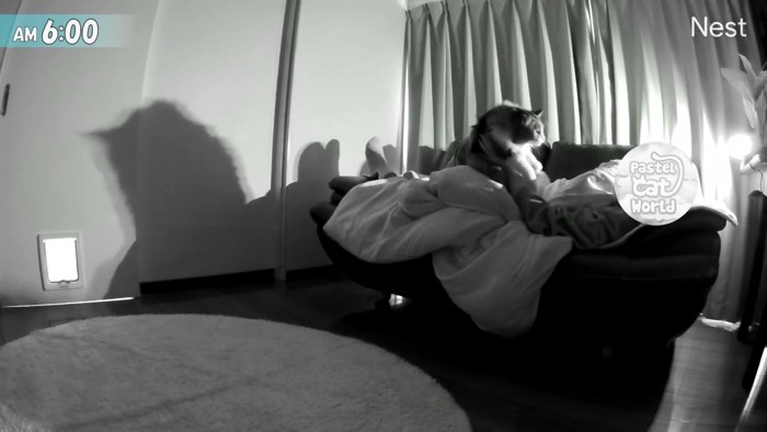 持ち上げられる猫