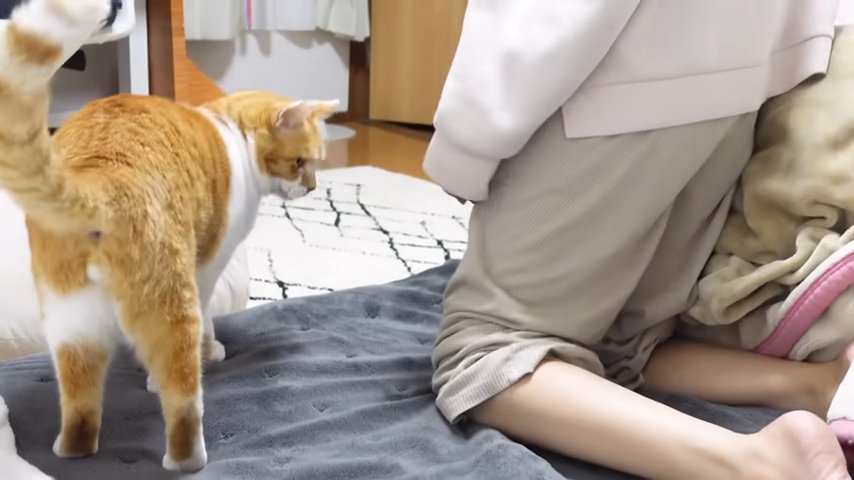 布団を降りる猫と飼い主