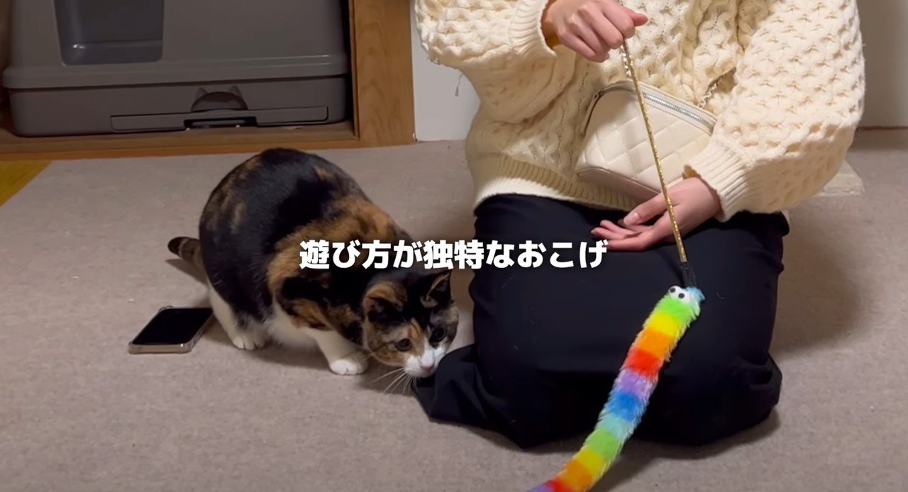 おもちゃを手に持つ女性と近くに三毛猫