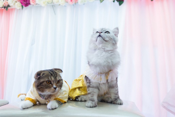 ドレスアップした2匹の猫