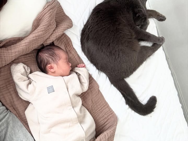 寝ている赤ちゃんと猫