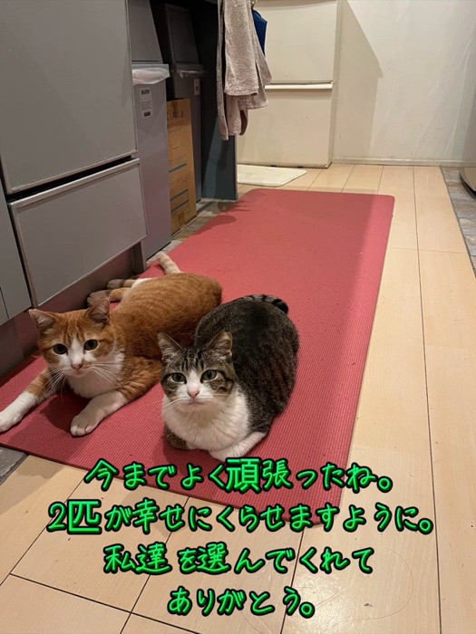 マットの上で並んで座る2匹の猫