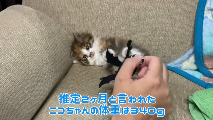 テロップ「推定2ヵ月と～」