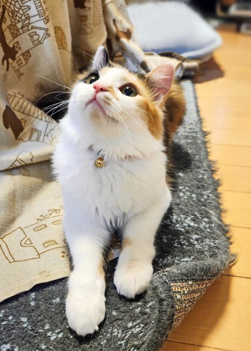 前足を伸ばして座り見上げる三毛猫