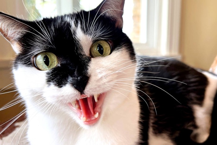 怒っている猫
