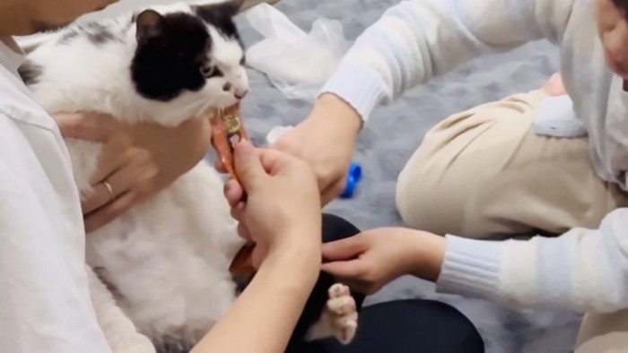 パパに抱っこされおやつをもらいながらママに足の消毒をしてもらう白黒猫