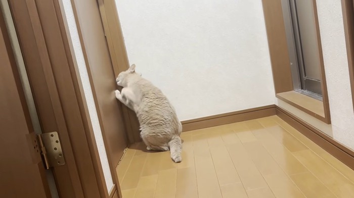 ドアをひっかいている猫
