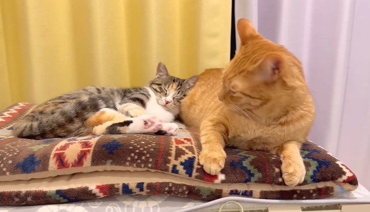 寝る子猫を見守る先住猫