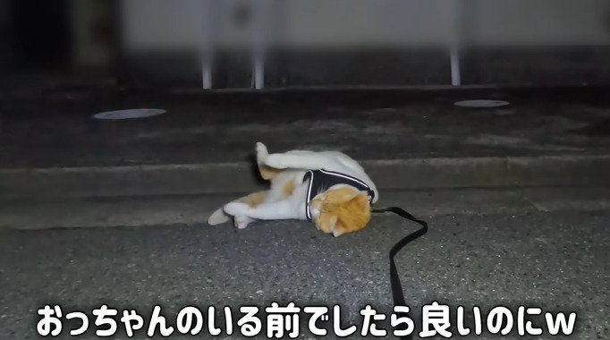 道に寝転がる猫2