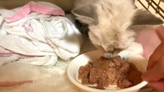 エサを食べるシャムの子猫