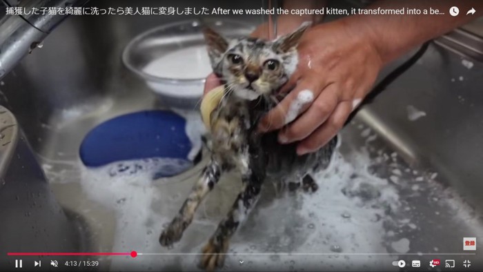 カメラ目線の猫