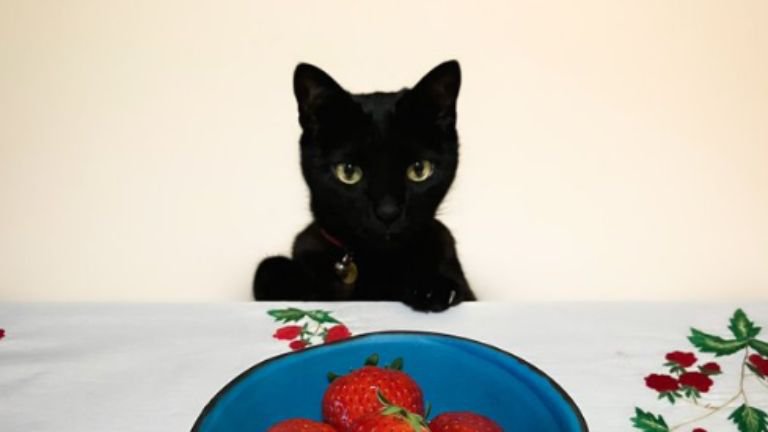 イチゴと黒猫