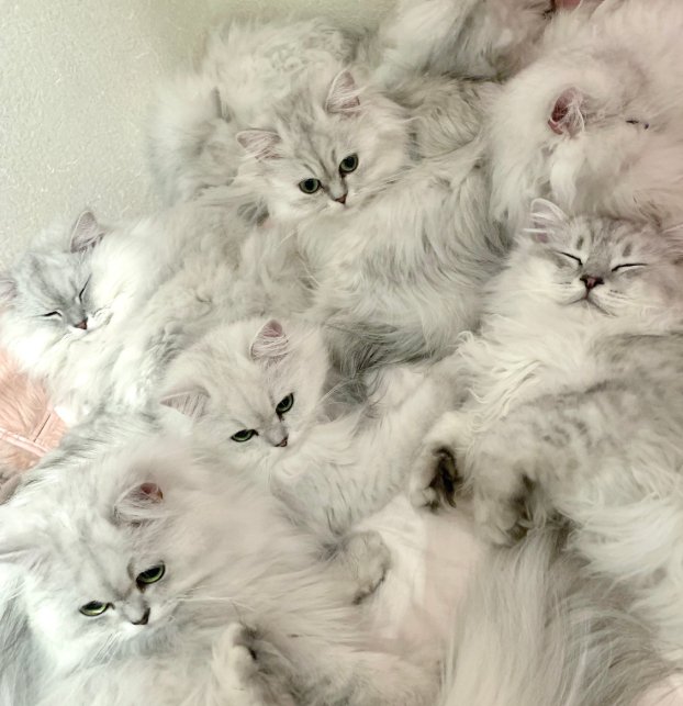 多数の猫が体を寄せ合っている