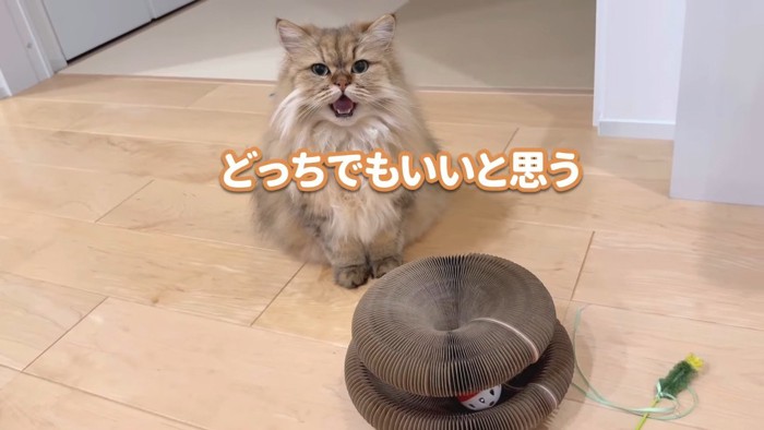 どっちでもいいと思う