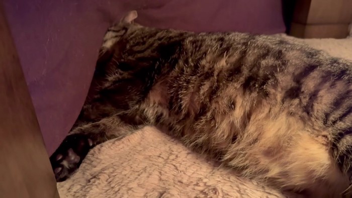 寝ているキジトラ